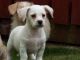 Cavalier King Charles Spaniel Puppies for sale in 813 FL-436, Altamonte Springs, FL 32714, USA. price: NA