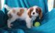 Cavalier King Charles Spaniel Puppies for sale in Chicago, IL, USA. price: $400