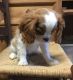 Cavalier King Charles Spaniel Puppies for sale in Salt Lake City, UT, USA. price: $500