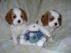 Cavalier King Charles Spaniel Puppies for sale in Cincinnati, OH, USA. price: NA