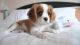 Cavalier King Charles Spaniel Puppies for sale in Montevallo, AL 35115, USA. price: $500