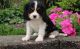 Cavalier King Charles Spaniel Puppies for sale in Westminster, CO, USA. price: NA
