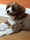 Cavalier King Charles Spaniel Puppies for sale in Houston, TX, USA. price: NA