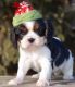 Cavalier King Charles Spaniel Puppies for sale in Portland, OR 97207, USA. price: NA