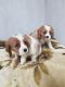 Cavalier King Charles Spaniel Puppies for sale in Wisconsin Dells, WI, USA. price: NA