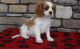 Cavalier King Charles Spaniel Puppies for sale in Hartford, CT, USA. price: $600