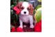 Cavalier King Charles Spaniel Puppies for sale in Toronto, ON, Canada. price: NA