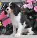 Cavalier King Charles Spaniel Puppies for sale in Panama City, FL, USA. price: $500