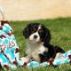 Cavalier King Charles Spaniel Puppies for sale in NJ-10, Randolph, NJ, USA. price: NA