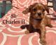 Cavalier King Charles Spaniel Puppies for sale in Phoenix, AZ, USA. price: $2,000