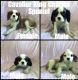 Cavalier King Charles Spaniel Puppies for sale in Amsterdam, MO 64723, USA. price: NA