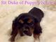 Cavalier King Charles Spaniel Puppies for sale in Phoenix, AZ, USA. price: $2,200