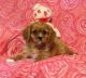 Cavalier King Charles Spaniel Puppies for sale in 700 W 5th St, San Pedro, CA 90731, USA. price: NA
