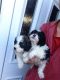 Cavalier King Charles Spaniel Puppies for sale in Chicago, IL 60638, USA. price: $400