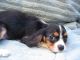 Cavalier King Charles Spaniel Puppies for sale in Roseville, CA, USA. price: NA