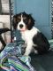 Cavalier King Charles Spaniel Puppies for sale in Lakeland, FL, USA. price: NA