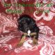 Cavalier King Charles Spaniel Puppies for sale in Phoenix, AZ, USA. price: $2,300