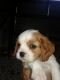 Cavalier King Charles Spaniel Puppies for sale in Rancho Cordova, CA, USA. price: $1,500