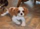 Cavalier King Charles Spaniel Puppies for sale in Pleasant City, OH 43772, USA. price: NA