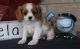 Cavalier King Charles Spaniel Puppies for sale in Eminence, IN, USA. price: NA