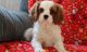 Cavalier King Charles Spaniel Puppies for sale in Birmingham, AL 35232, USA. price: $500