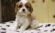 Cavalier King Charles Spaniel Puppies for sale in Kansas City, MO 64126, USA. price: $500