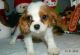 Cavalier King Charles Spaniel Puppies for sale in Poland, ME 04274, USA. price: NA