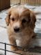 Cavalier King Charles Spaniel Puppies for sale in Brighton, MI 48116, USA. price: $675