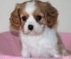 Cavalier King Charles Spaniel Puppies for sale in Mountain Brook, AL 35209, USA. price: $500