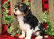 Cavalier King Charles Spaniel Puppies for sale in Phoenix, AZ, USA. price: $300