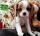 Cavalier King Charles Spaniel Puppies for sale in Albuquerque, NM 87125, USA. price: NA