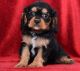 Cavalier King Charles Spaniel Puppies for sale in Mountain Brook, AL 35259, USA. price: $500