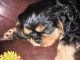 Cavalier King Charles Spaniel Puppies for sale in West Creek, Eagleswood, NJ 08092, USA. price: NA