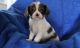 Cavalier King Charles Spaniel Puppies for sale in New Orleans, LA, USA. price: $500