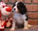 Cavalier King Charles Spaniel Puppies for sale in Nashville, TN 37219, USA. price: $500