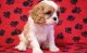 Cavalier King Charles Spaniel Puppies for sale in Philadelphia, PA 19109, USA. price: NA