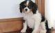 Cavalier King Charles Spaniel Puppies for sale in Little Rock, AR 72209, USA. price: NA