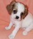 Cavalier King Charles Spaniel Puppies for sale in Indianapolis, IN 46218, USA. price: NA