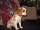 Cavalier King Charles Spaniel Puppies for sale in St Croix Falls, WI 54024, USA. price: $1,200