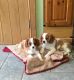 Cavalier King Charles Spaniel Puppies for sale in Visalia, CA, USA. price: NA