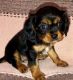 Cavalier King Charles Spaniel Puppies for sale in Corona, CA, USA. price: NA