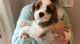 Cavalier King Charles Spaniel Puppies for sale in Arlington, VA, USA. price: NA