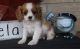Cavalier King Charles Spaniel Puppies for sale in Louisville, KY, USA. price: $500