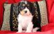 Cavalier King Charles Spaniel Puppies for sale in Las Cruces, NM, USA. price: NA