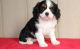 Cavalier King Charles Spaniel Puppies for sale in Orlando, FL 32868, USA. price: NA