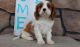 Cavalier King Charles Spaniel Puppies for sale in Phoenix, AZ 85069, USA. price: NA