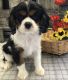 Cavalier King Charles Spaniel Puppies for sale in Baltimore, MD, USA. price: NA
