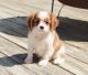 Cavalier King Charles Spaniel Puppies for sale in Phoenix, AZ, USA. price: $500