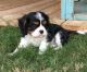 Cavalier King Charles Spaniel Puppies for sale in Baton Rouge, LA, USA. price: $600
