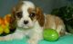 Cavalier King Charles Spaniel Puppies for sale in Birmingham, AL, USA. price: $400